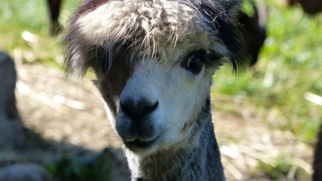 Le Paradis Des Animaux Coublevie ภายนอก รูปภาพ