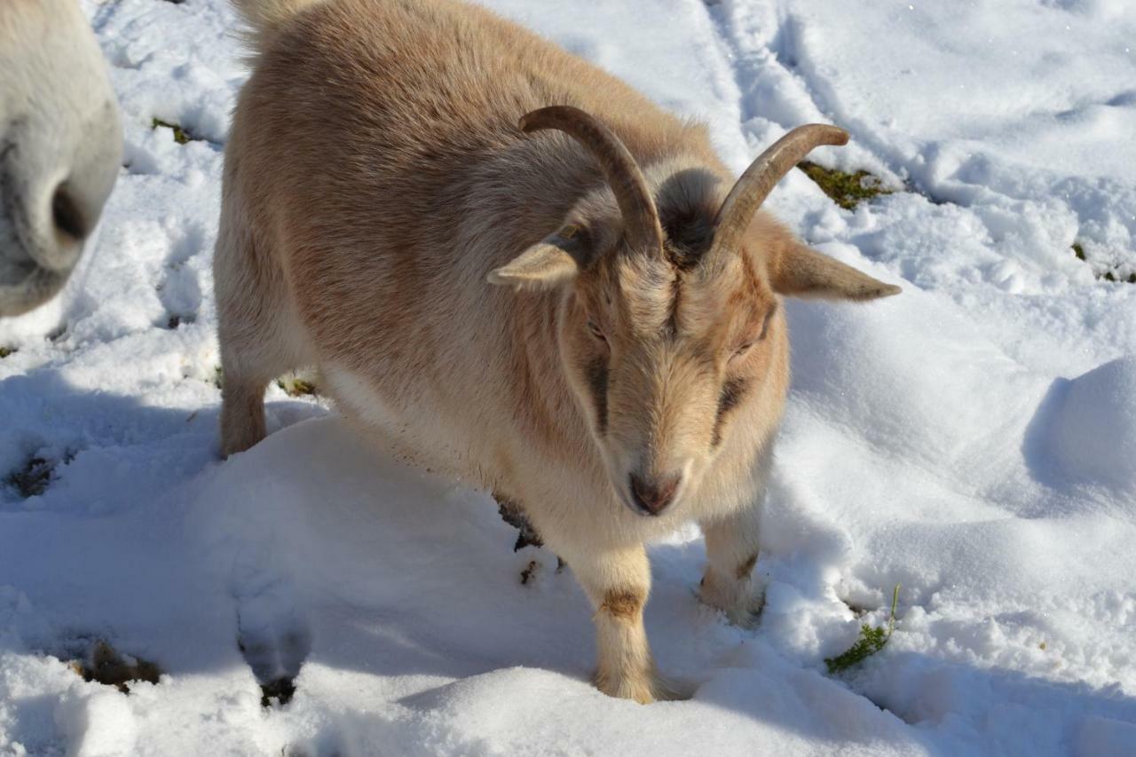 Le Paradis Des Animaux Coublevie ภายนอก รูปภาพ