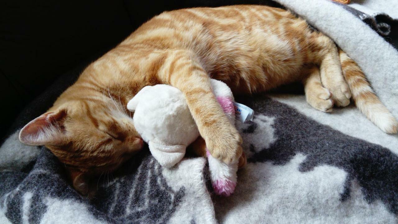 Le Paradis Des Animaux Coublevie ภายนอก รูปภาพ